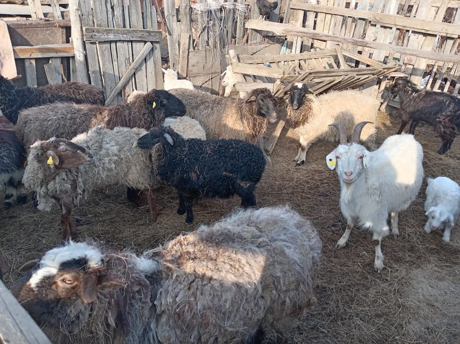 Продам оптом. Баран, коз.