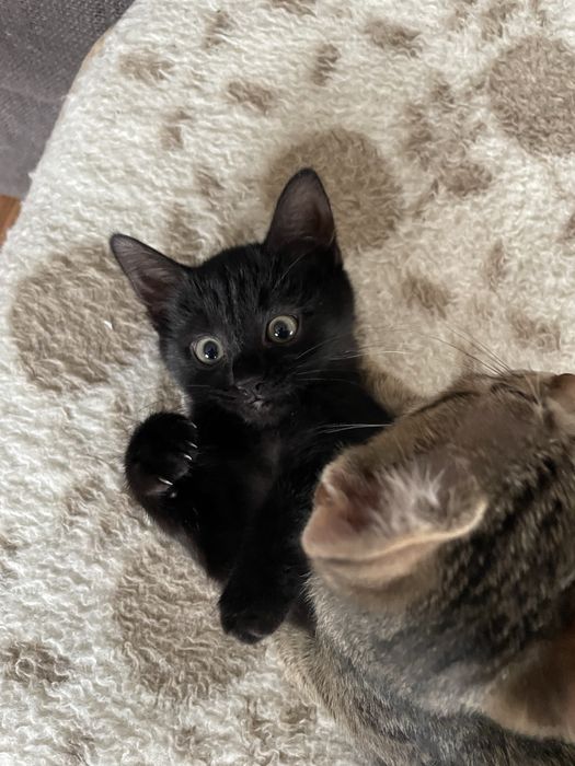 Se dau spre adoptie pisicute