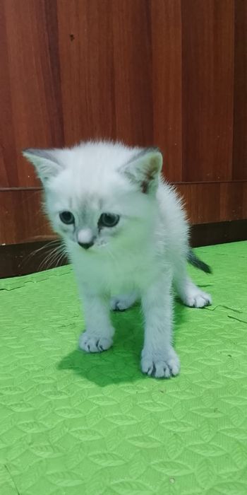 Котятя шатландские