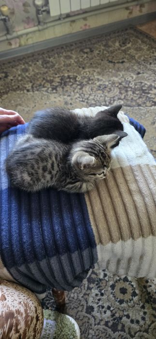 Отдам котят,мальчики 1.5 мес