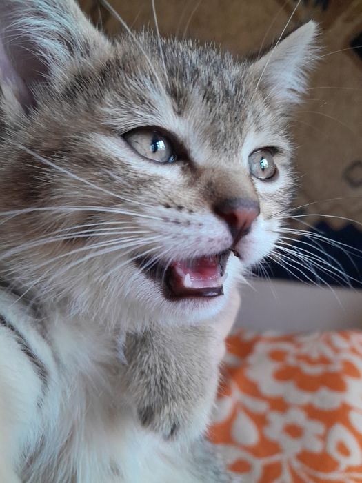 Отдам в ДОБРЫЕ руки котенка-девочку.
