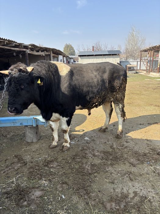 Осы өгіз сатылады