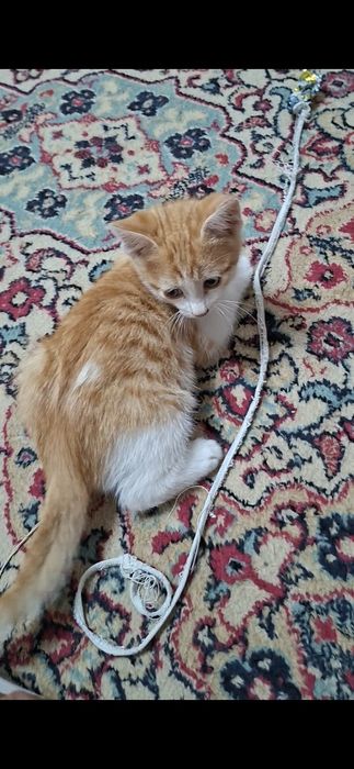 Котенок красавчик Русик в добрые руки!