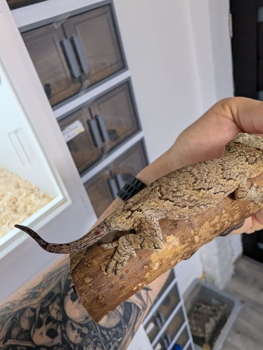 Soparla Gargoyle Gecko