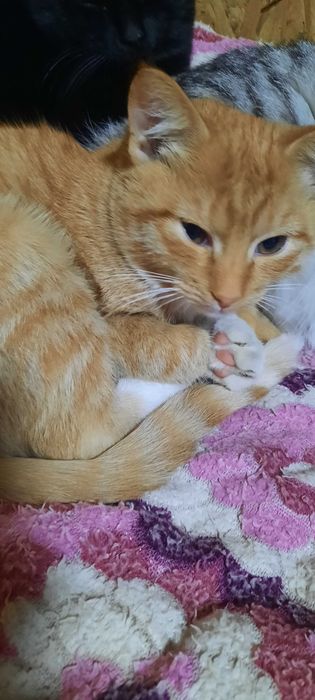 Рыжие котята. Возраст 3 месяца