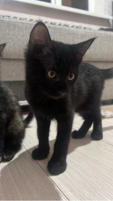 Котенок мальчик