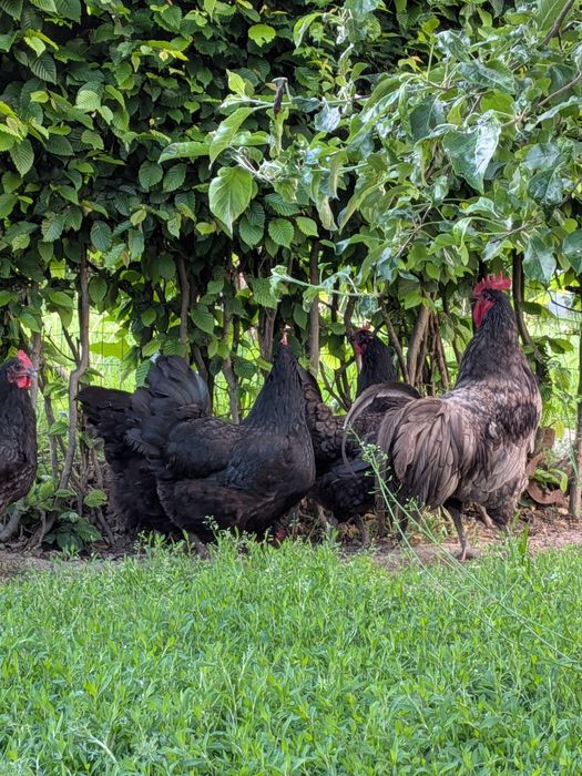 Familie Australorp negru