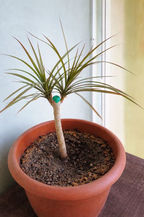 Драцена душистая (пальма)