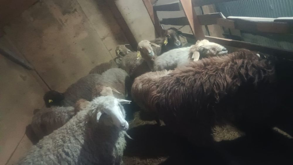 Қосылып қойлар сатылады