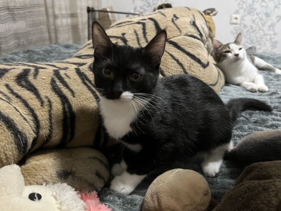 Отдам котят в добрые руки!