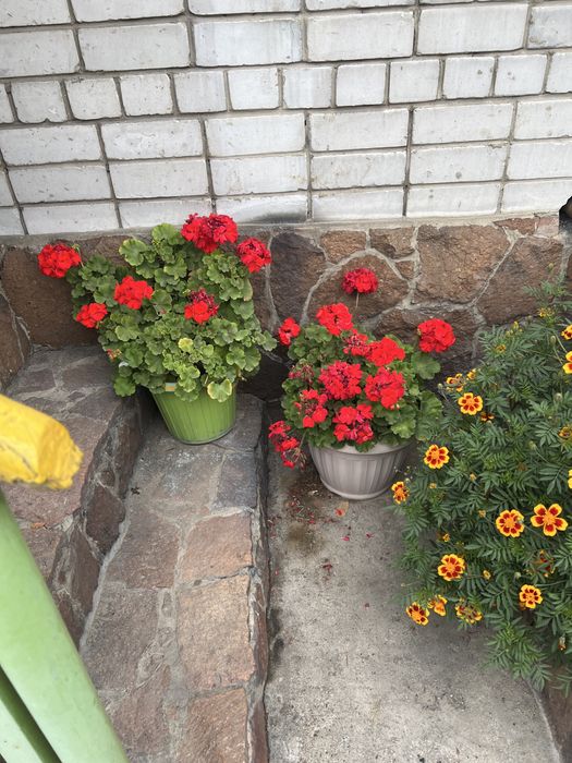 Продам цветок ГЕРАНЬ  королевская.