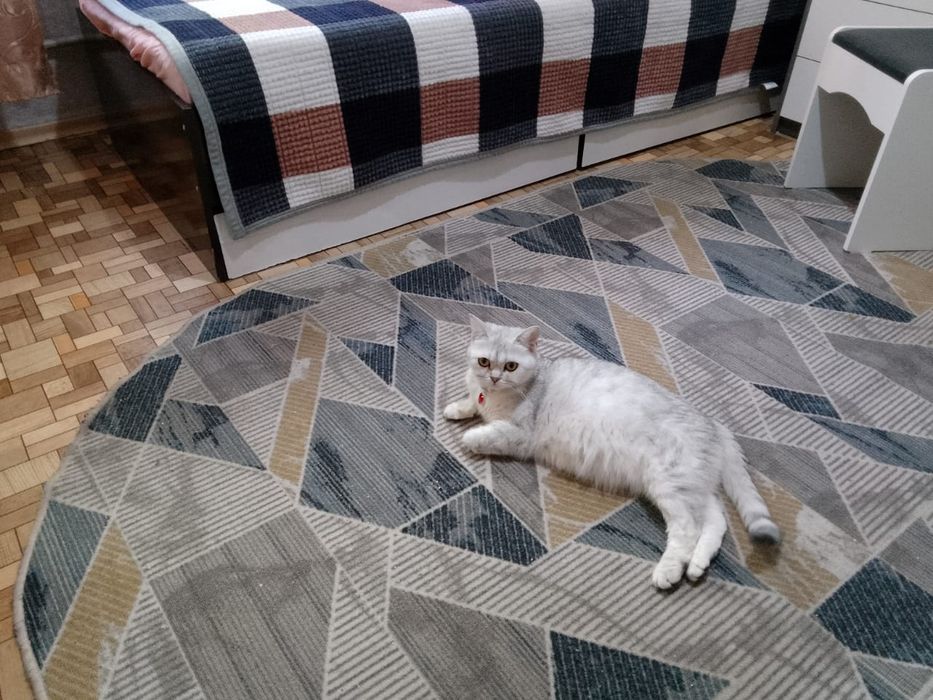 Отдам шиншилу добрая