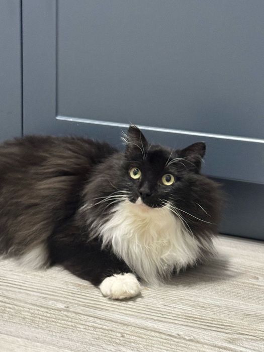 Отдам кота в хорошие руки