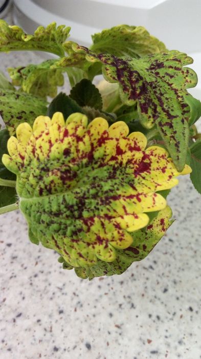 Продам колеус "Жёлтый принц".