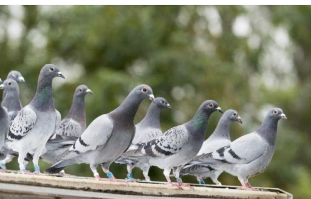 Кептар кептер голуби дикий