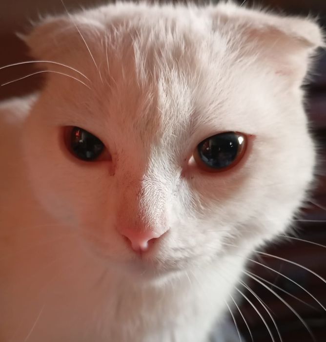 Кошечка вислоухая, чисто белая.