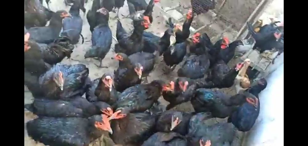 Damashniy tuxumla.Qora tovuqlaniki.Juda mazali,tabiiy