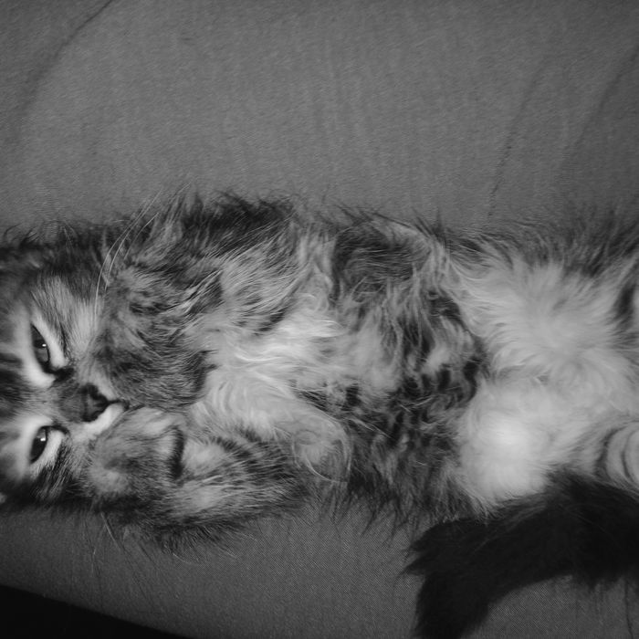 Отдаю 3 котёнка в добрые руки!!