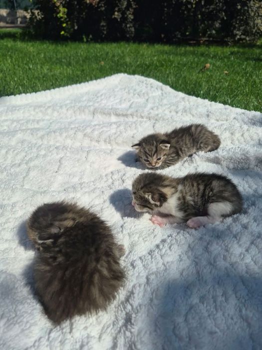 Котята в добрые руки. Срочно!