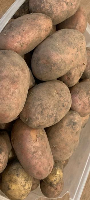 Картофель домашний