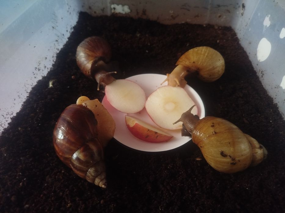 Отдаю бесплатно улиток