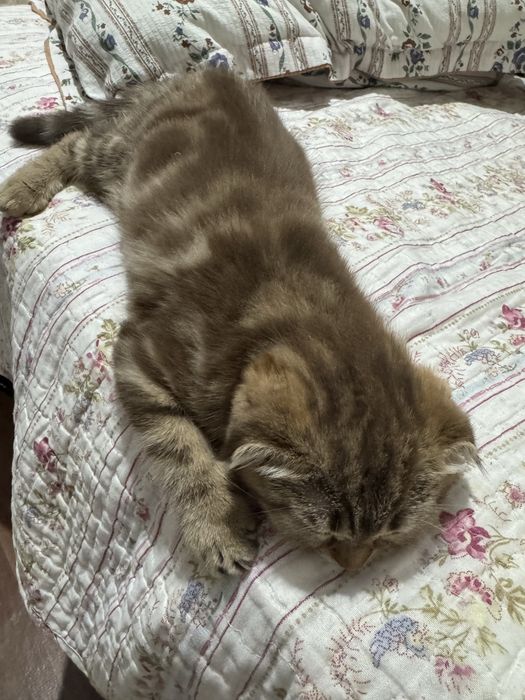 Продам котенка, Англичанка