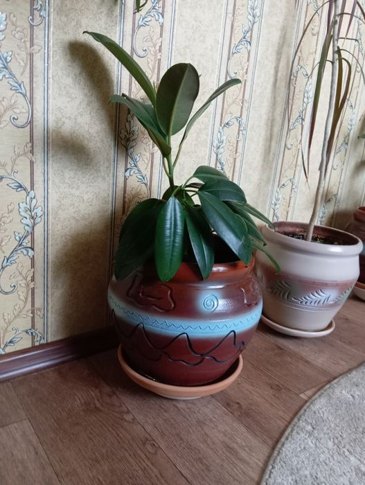 Фикус 1 метр.дешево