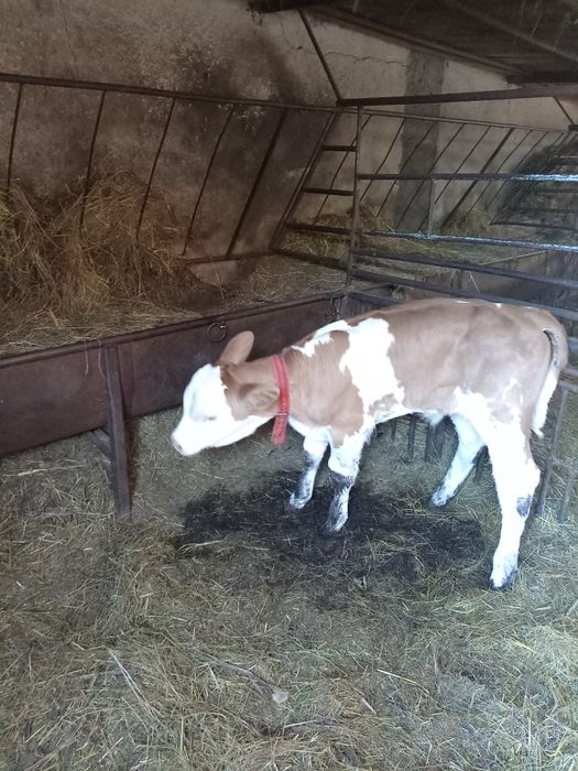 Vând tăuraș bălțat românesc