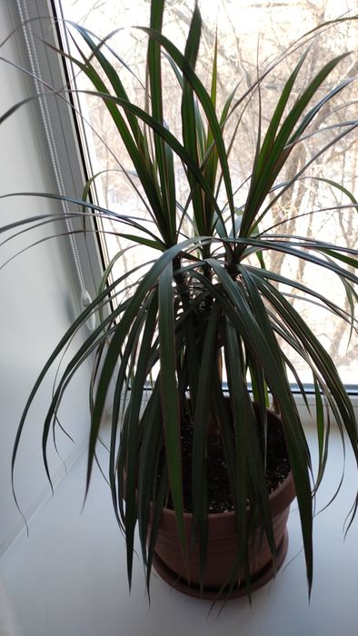 Продам драцену 60см