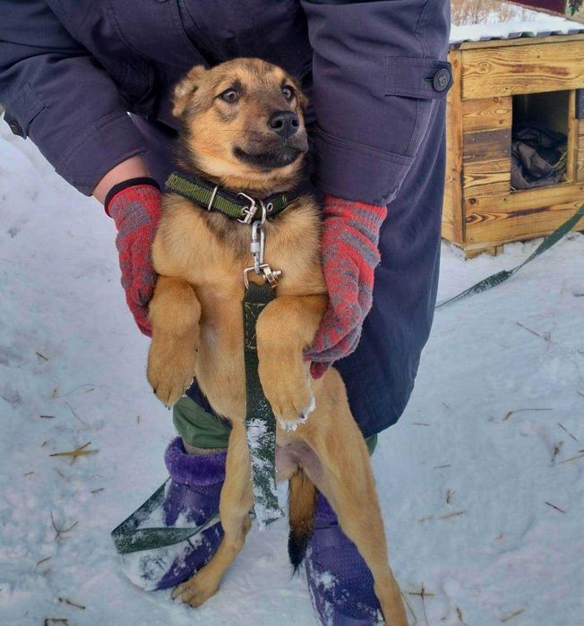 Малышка Броня готова к пристройству