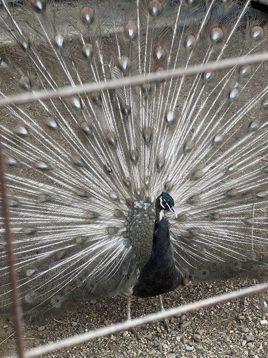 Pauni maturi 25 varietati de culoare