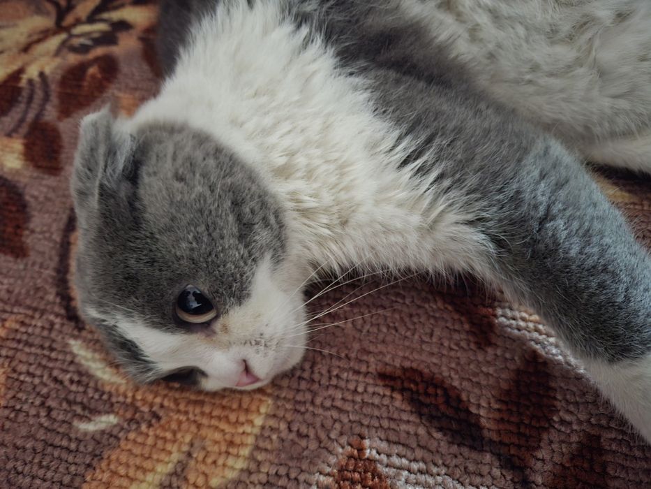 Кошка продаётся!!!