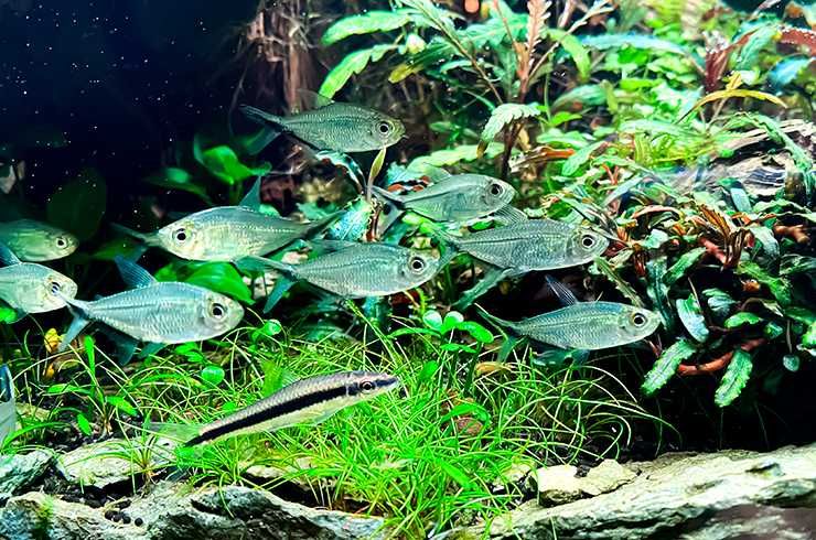 Тетра коста в Аква-Зоо Салоне “Посейдон”