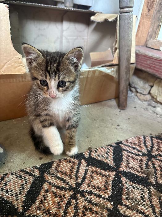 Котета подарявам