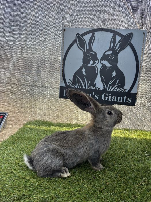 6 puii urias german tatuati