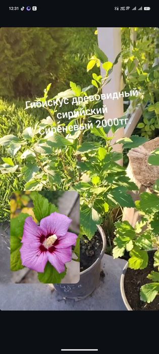 Цветы и растения для сада