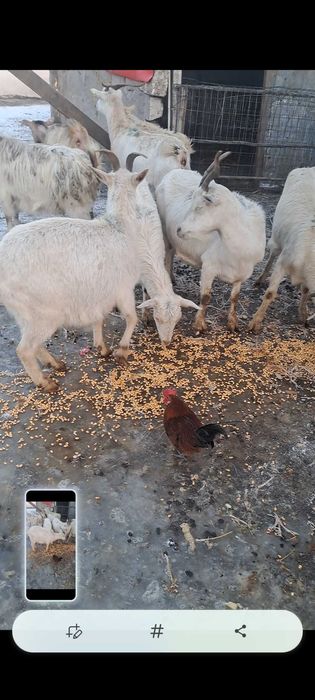 De vânzare sau schimb 8 capre gestante depuse de fătare