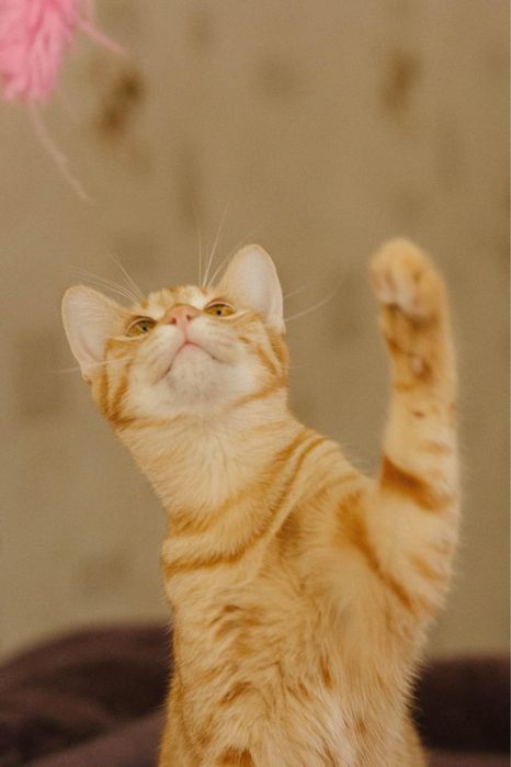 Рыжий котик ищет дом