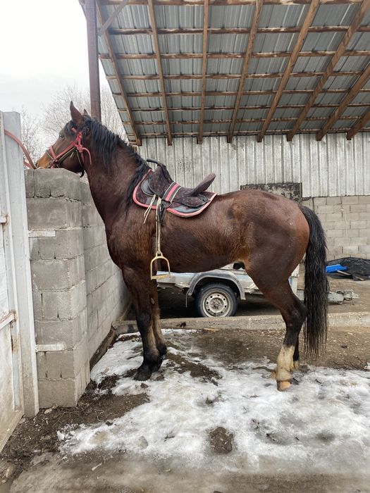 СРОЧНО!!!Полукровка Англичанин