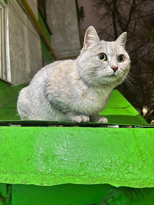 Отдам в добрые руки