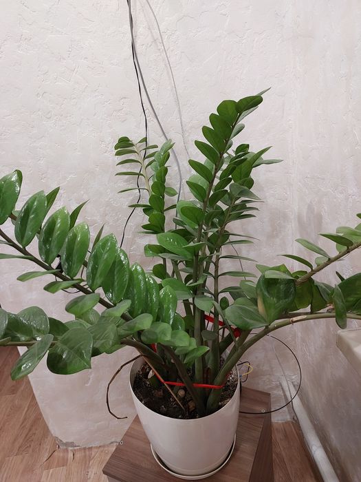 Продам цветок долларовый дерево