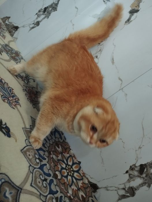 Scotish fold zotli mushuk sotiladi tozza zotli xojatga oʻrgangan