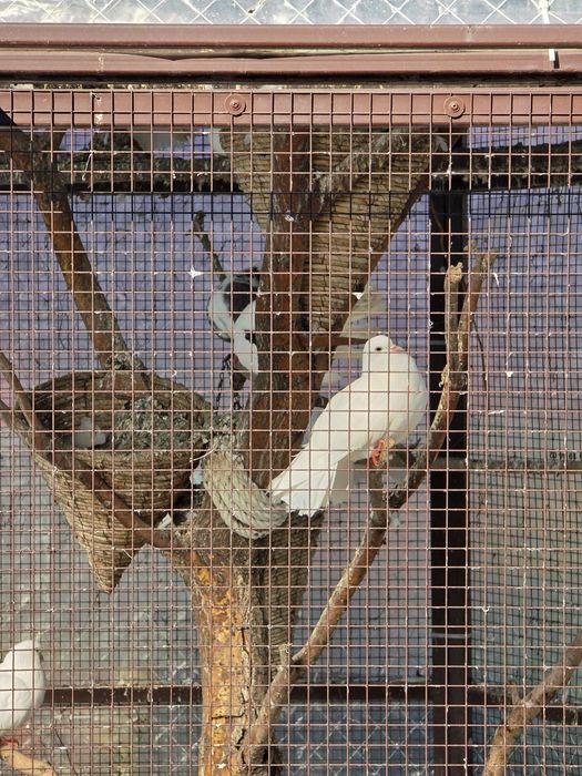 Гълъбарник ( клетка за птици )