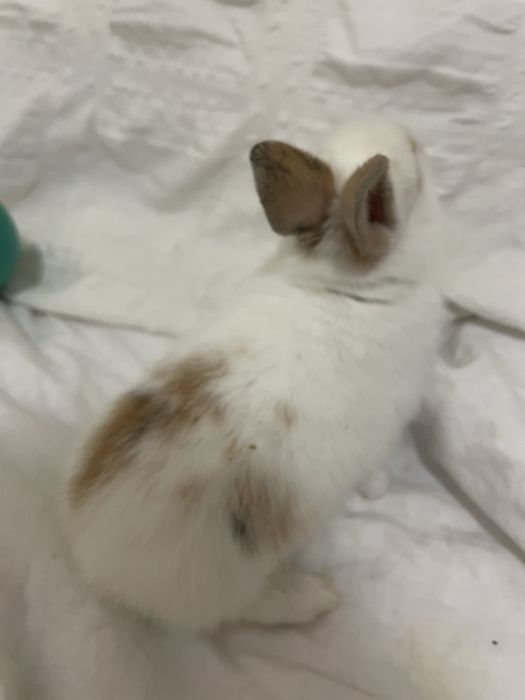 Коледно декоративно зайче