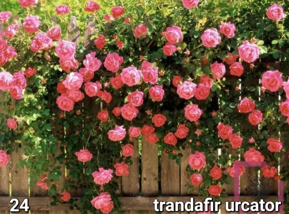 Butasi altoiti de trandafir