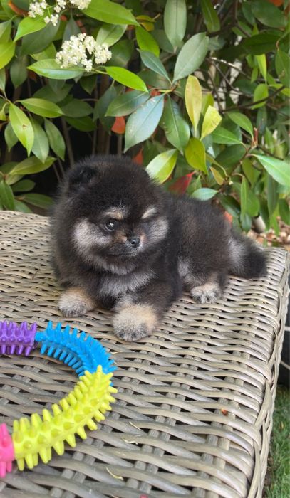 Pomeranian fetita pedigree FCI extra mini