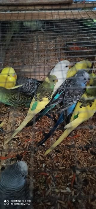 Попугай   молодые