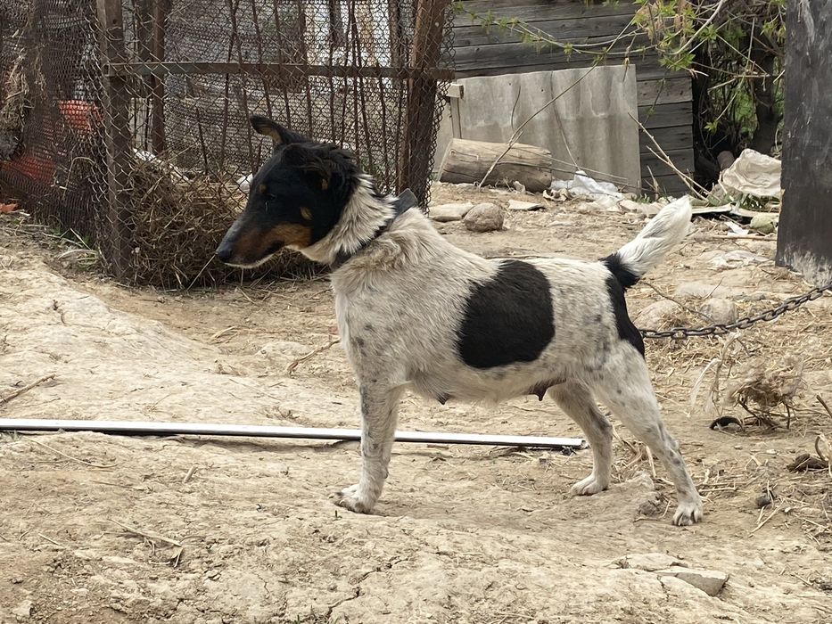 Глаткашорстныи фокстрер