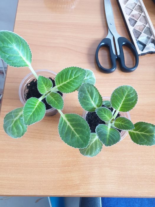 Сортовая глоксиния