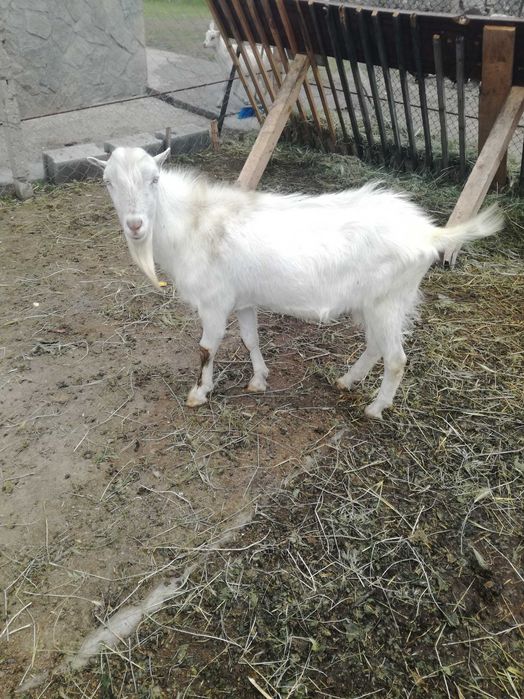 Продавам пръч и ярета